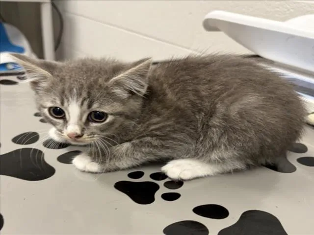 A baby small-sized male Domestic Short Hair cat named Roo for adoption in Derwood, MD