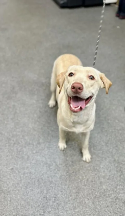 A young large-sized female Labrador Retriever dog named Lucy for adoption in Los Angeles, CA