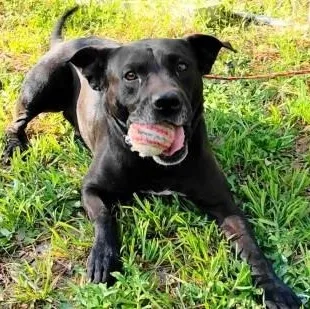 An adult medium-sized male Labrador Retriever dog named Zane for adoption in Chelmsford, MA
