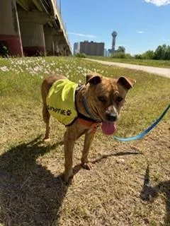 An adult medium-sized female Mixed Breed dog named Pumpkin for adoption in Dallas, TX