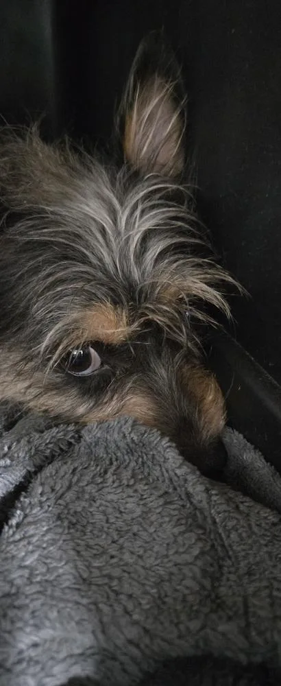 An adult small-sized female Brown / Chocolate Chihuahua dog named Yiyah for adoption in Papillion, NE