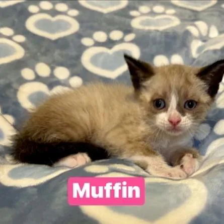A baby small-sized female Cream / Ivory Siamese cat named Muffin for adoption in South Elgin, IL