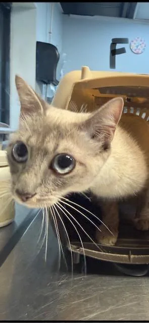 A young medium-sized female Domestic Short Hair cat named Vianesa for adoption in Fort Walton Beach, FL
