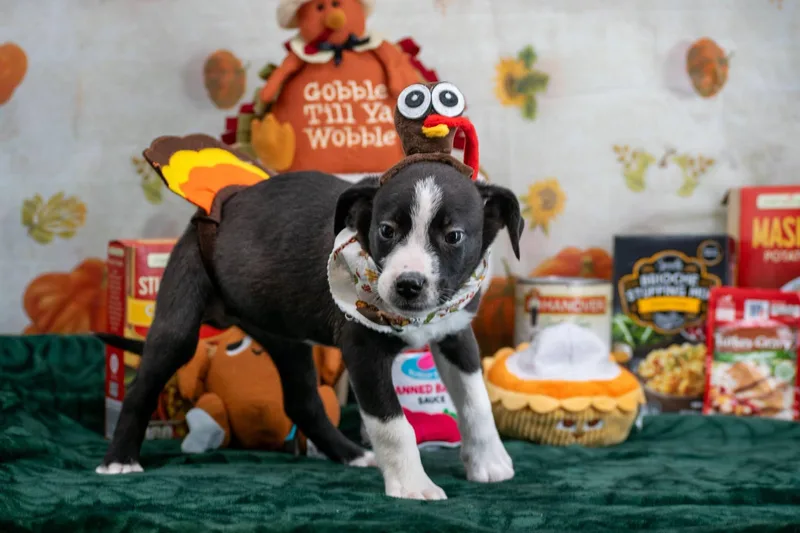 A baby medium-sized male Australian Shepherd dog named Travis Turkey for adoption in Sevierville, TN
