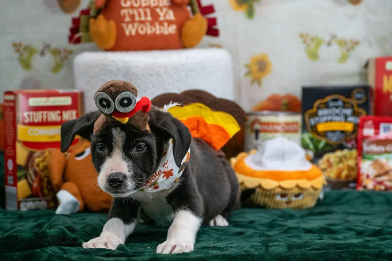 Travis Turkey thumbnail 3