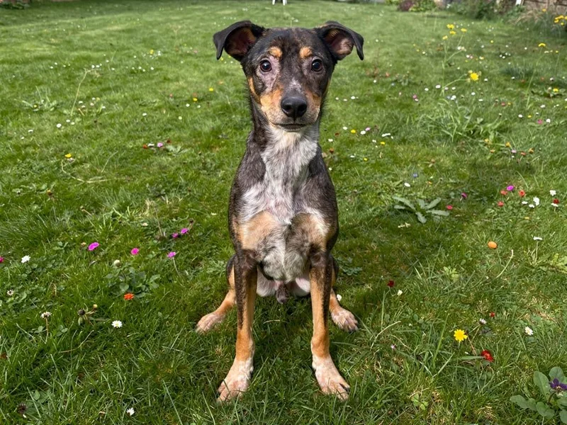 A young medium-sized male Australian Cattle Dog / Blue Heeler named Ryder for adoption in Sebastian, FL