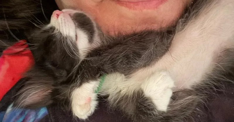 A baby small-sized male Black & White / Tuxedo Domestic Short Hair cat named Two Tone for adoption in Tampa, FL