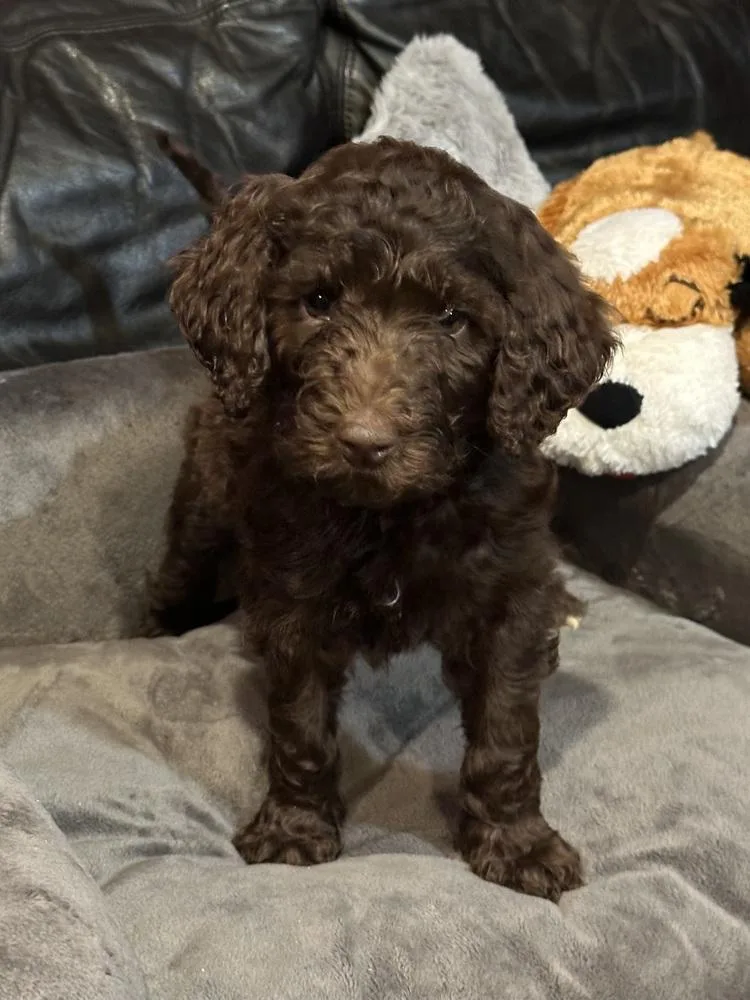 A baby large-sized male Aussiedoodle dog named Bocephus for adoption in Milton, GA
