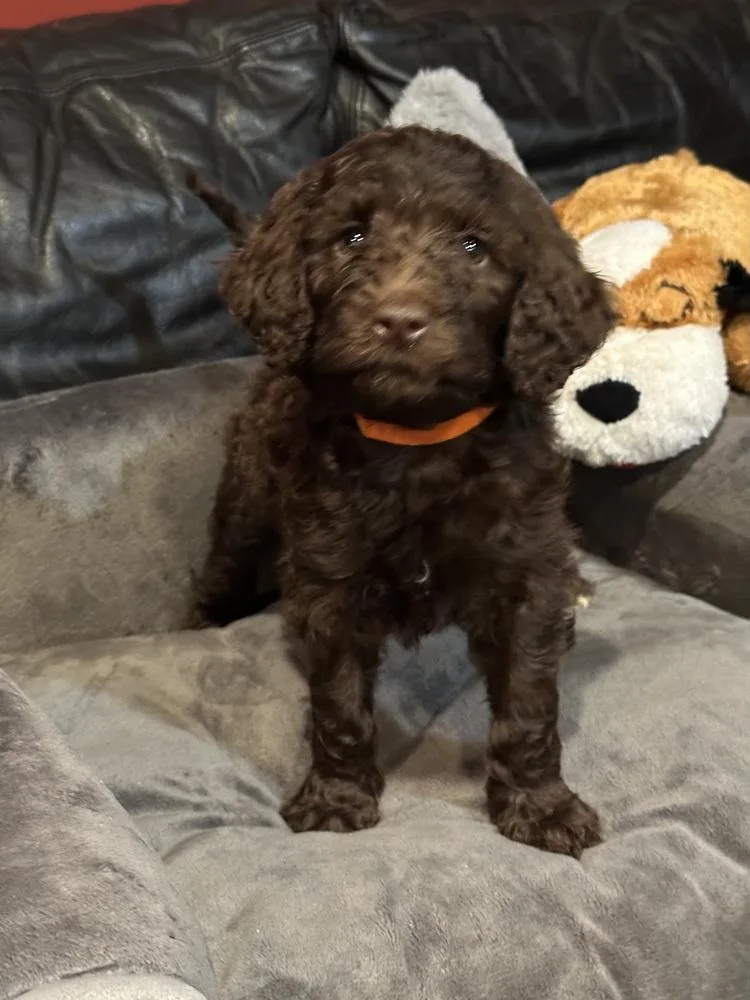 Bocephus thumbnail 2