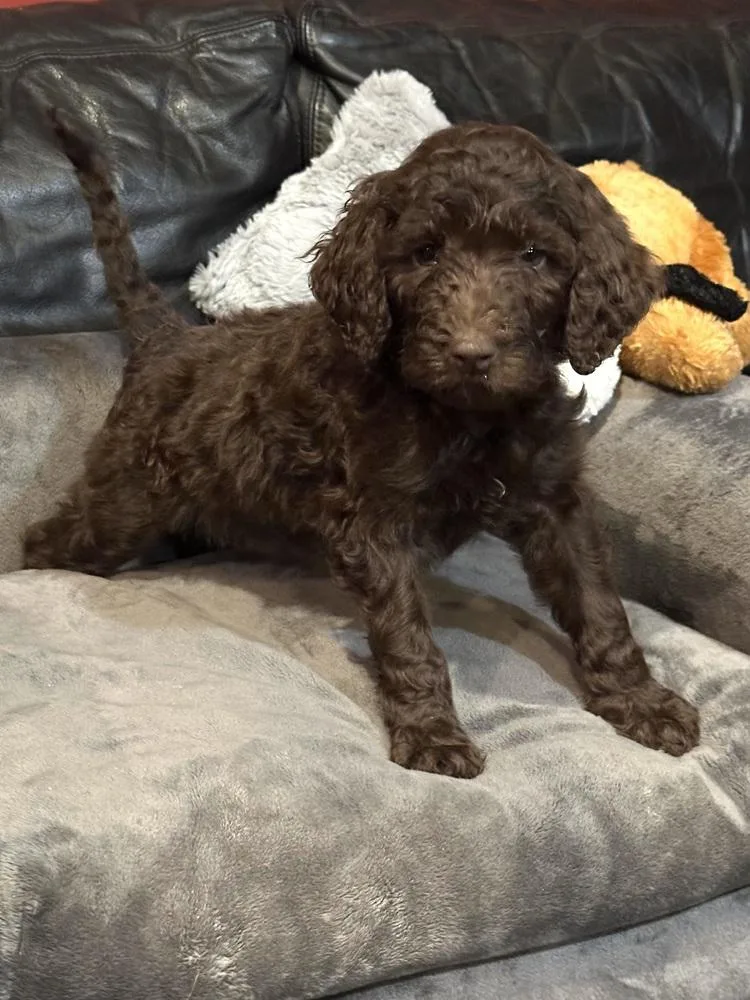 Bocephus thumbnail 6