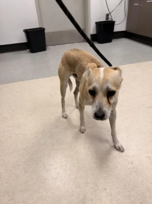 An adult small-sized male Puli dog named Smile for adoption in Van Nuys, CA
