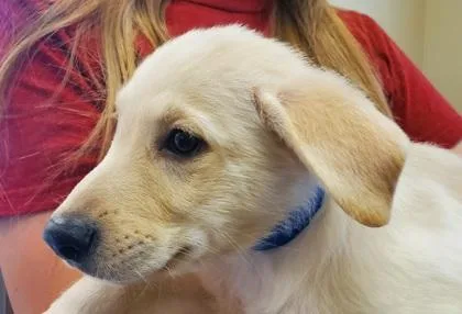 A young large-sized male Great Pyrenees dog named Draco for adoption in Kansas City, MO
