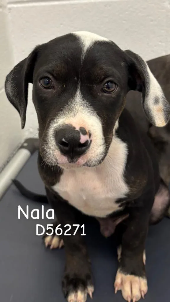 A baby small-sized female Pit Bull Terrier dog named Nala for adoption in Clarksville, TN