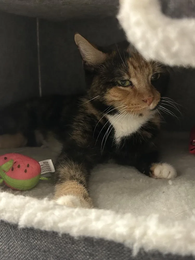 An adult medium-sized female Brown / Chocolate Domestic Short Hair cat named Strawberry for adoption in East hartford, CT