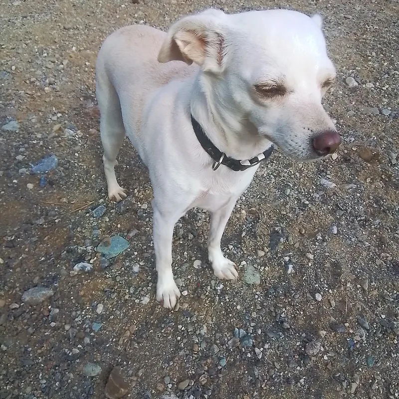 An adult small-sized female Chihuahua dog named Charlie for adoption in Oroville, WA