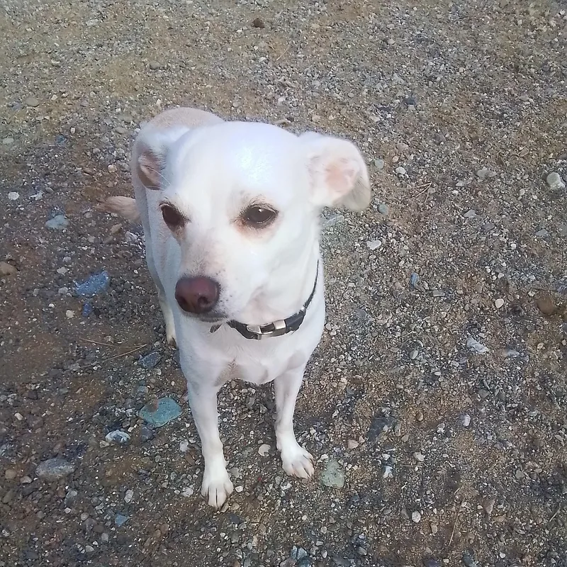 Charlie thumbnail 4