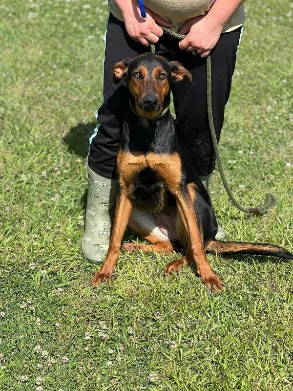 An adult medium-sized female Black Doberman Pinscher dog named Sola for adoption in Burgaw, NC
