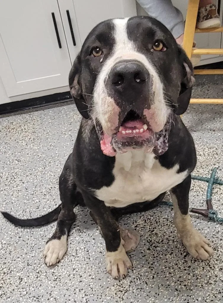 A young large-sized female Mastiff dog named May for adoption in Seven Points, TX