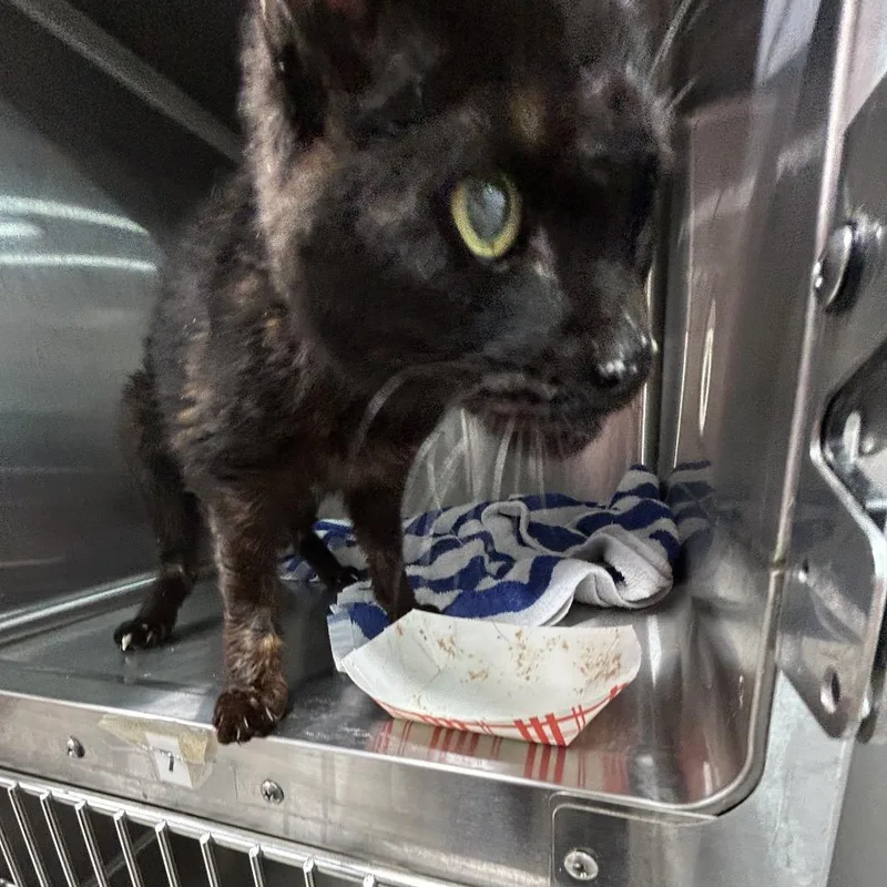 A senior medium-sized male Black Domestic Short Hair cat named Numeir for adoption in Newark, NJ
