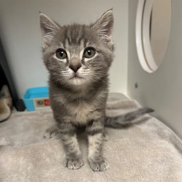 A baby small-sized female Domestic Short Hair cat named Bitsy for adoption in Ontario, CA