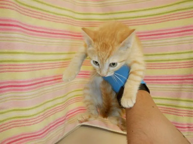 A baby small-sized male Domestic Short Hair cat named Cheezit for adoption in San Jose, CA