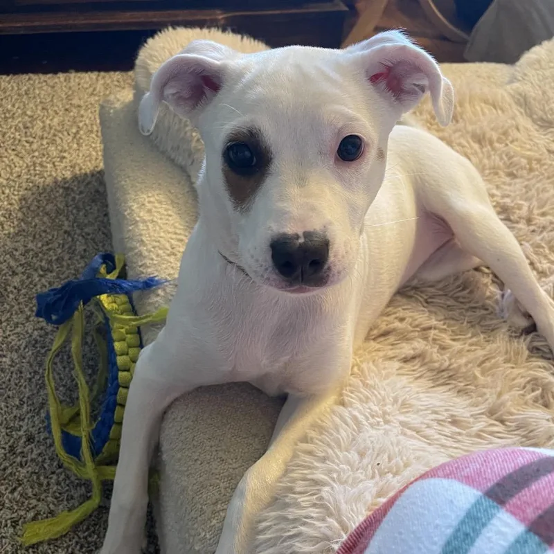 A baby small-sized female White / Cream Pit Bull Terrier dog named Spirit for adoption in Avon, OH