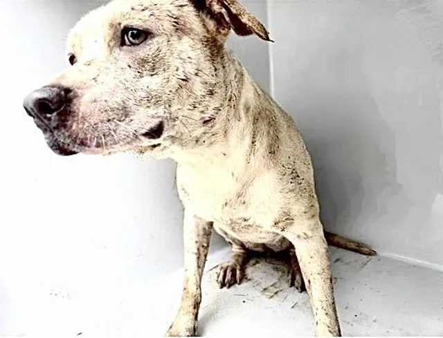 An adult large-sized female Labrador Retriever dog named Carlie for adoption in Houston, TX
