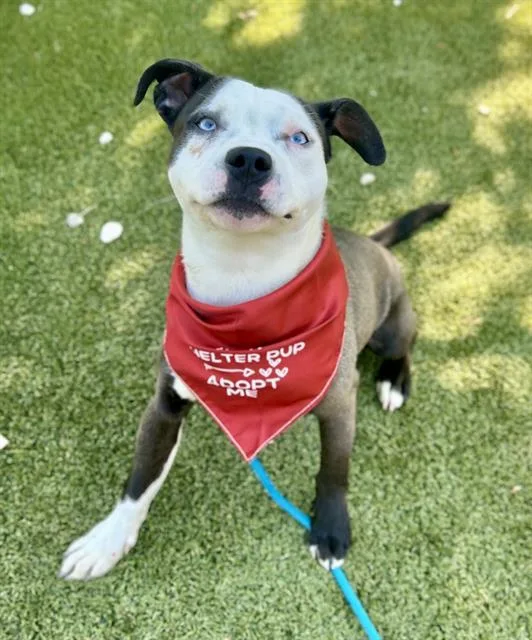 A young large-sized male Mixed Breed dog named Murphy for adoption in Newton, NC