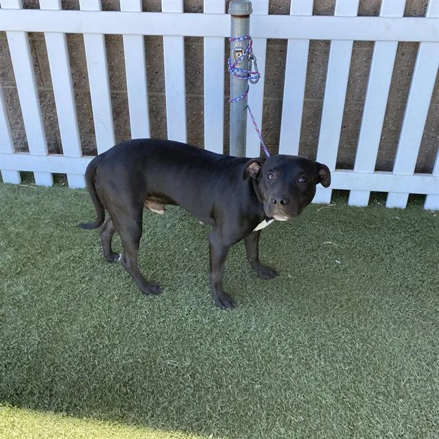 A young large-sized male Pit Bull Terrier dog named A for adoption in Modesto, CA