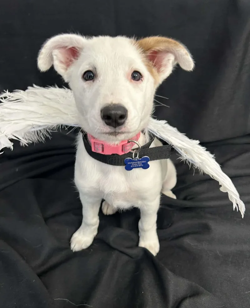 Angel