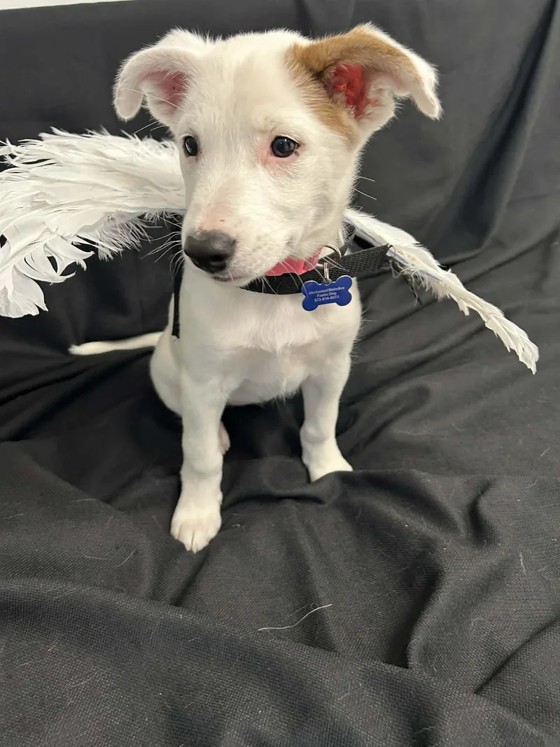 Angel thumbnail 3