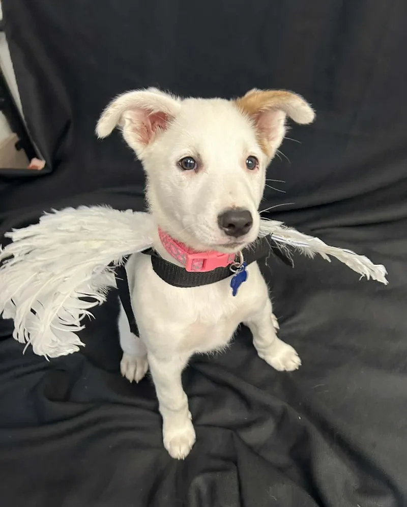 Angel thumbnail 4