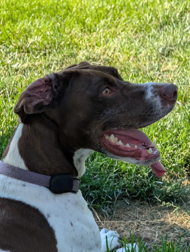 Lexie