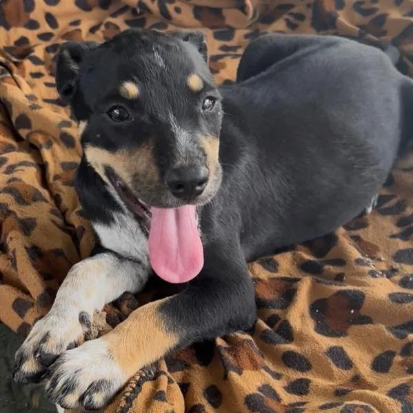 A baby medium-sized female Black Pit Bull Terrier dog named Roxy for adoption in West Islip, NY