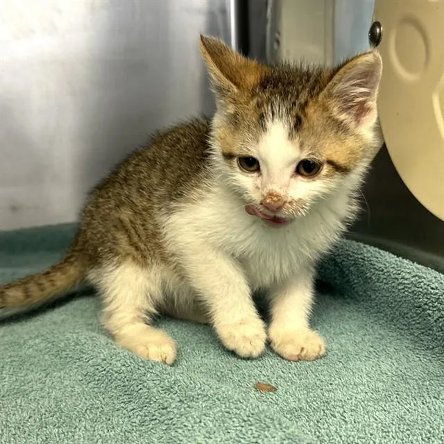 A young small-sized male Domestic Short Hair cat named Ziggy for adoption in Riverside, CA