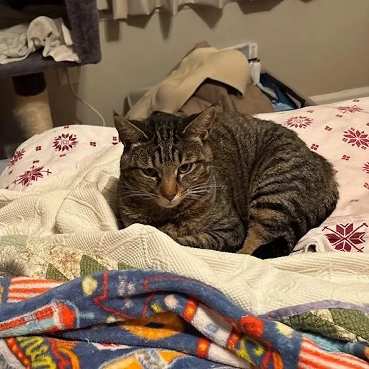 An adult small-sized female Domestic Short Hair cat named Daisy for adoption in Woodstock, GA