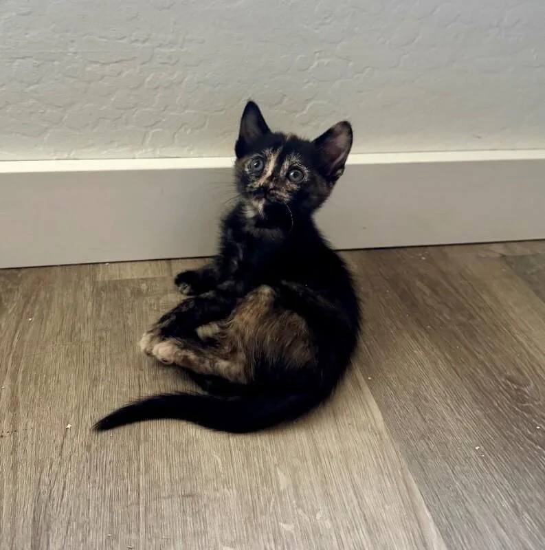 A baby small-sized female Black Tortoiseshell cat named Pepper Dalmatians for adoption in Anthem, AZ