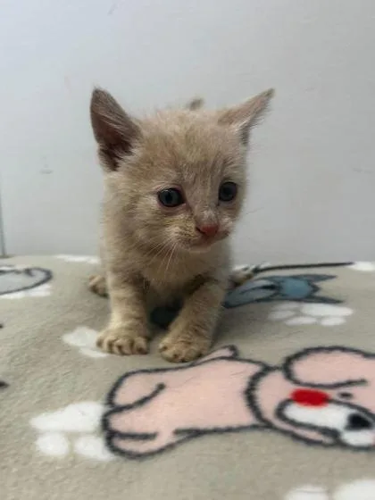 An adult small-sized male Domestic Short Hair cat named Troy for adoption in Spruce Pine, NC