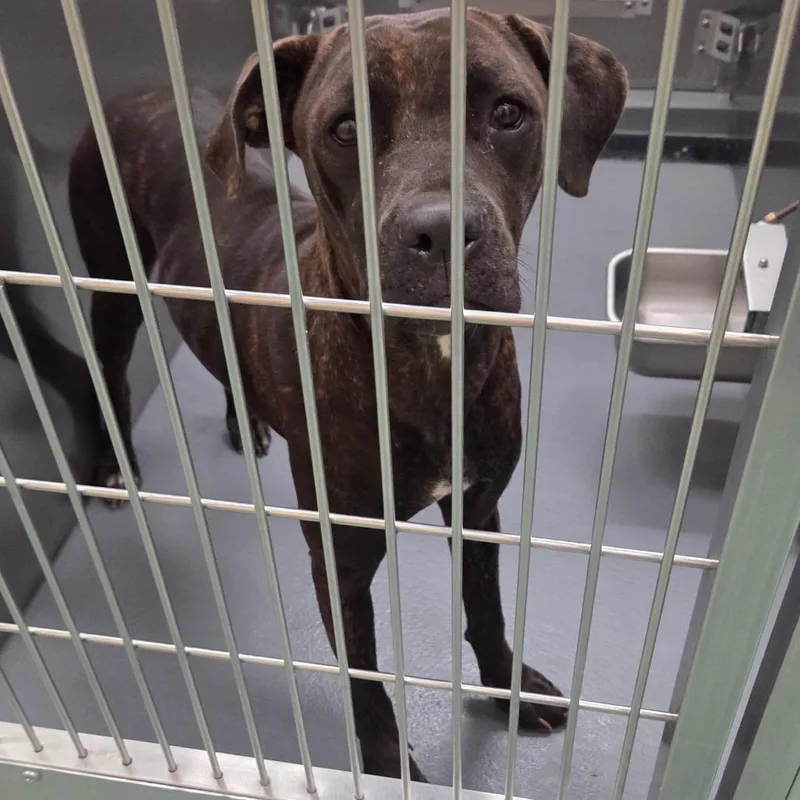 A young medium-sized female Brown / Chocolate Mixed Breed dog named Daphne for adoption in Memphis, TN
