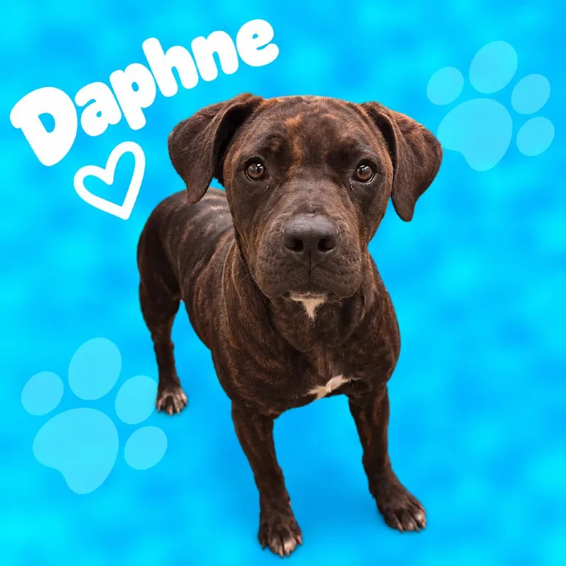 Daphne thumbnail 5