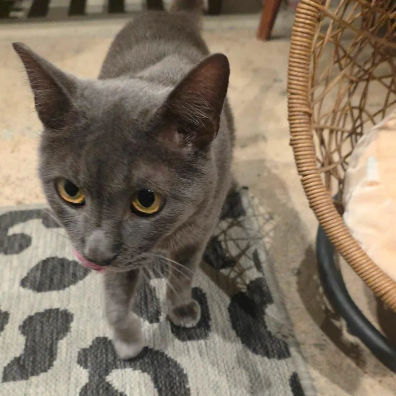 An adult medium-sized male Gray / Blue / Silver Domestic Short Hair cat named Simon for adoption in San Diego, CA