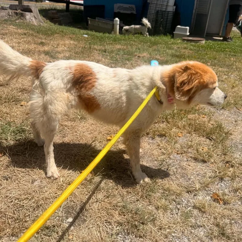 A senior small-sized female Spaniel dog named Peaches for adoption in Pittsburg, KS