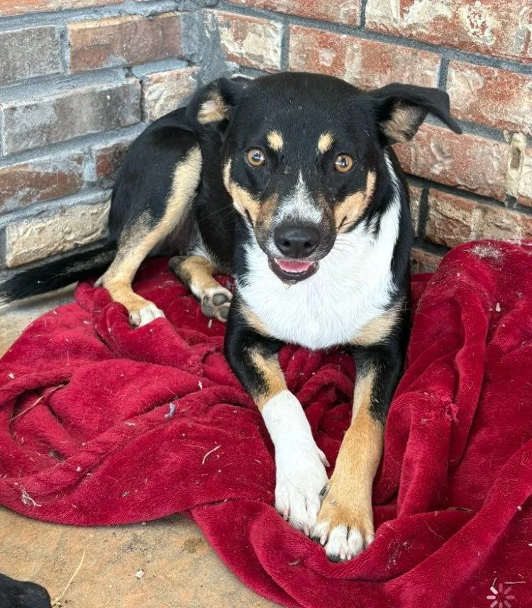 A young medium-sized female Mixed Breed dog named Barbara for adoption in Fond Du Lac, WI