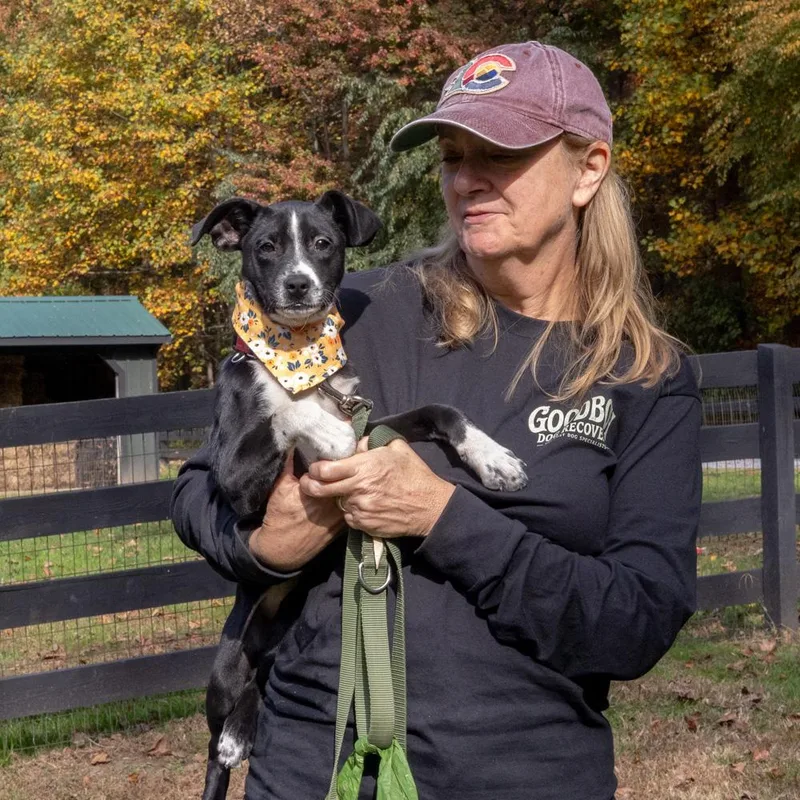 A baby small-sized female Black Plott Hound dog named BettinaAvail for adoption in West Grove, PA