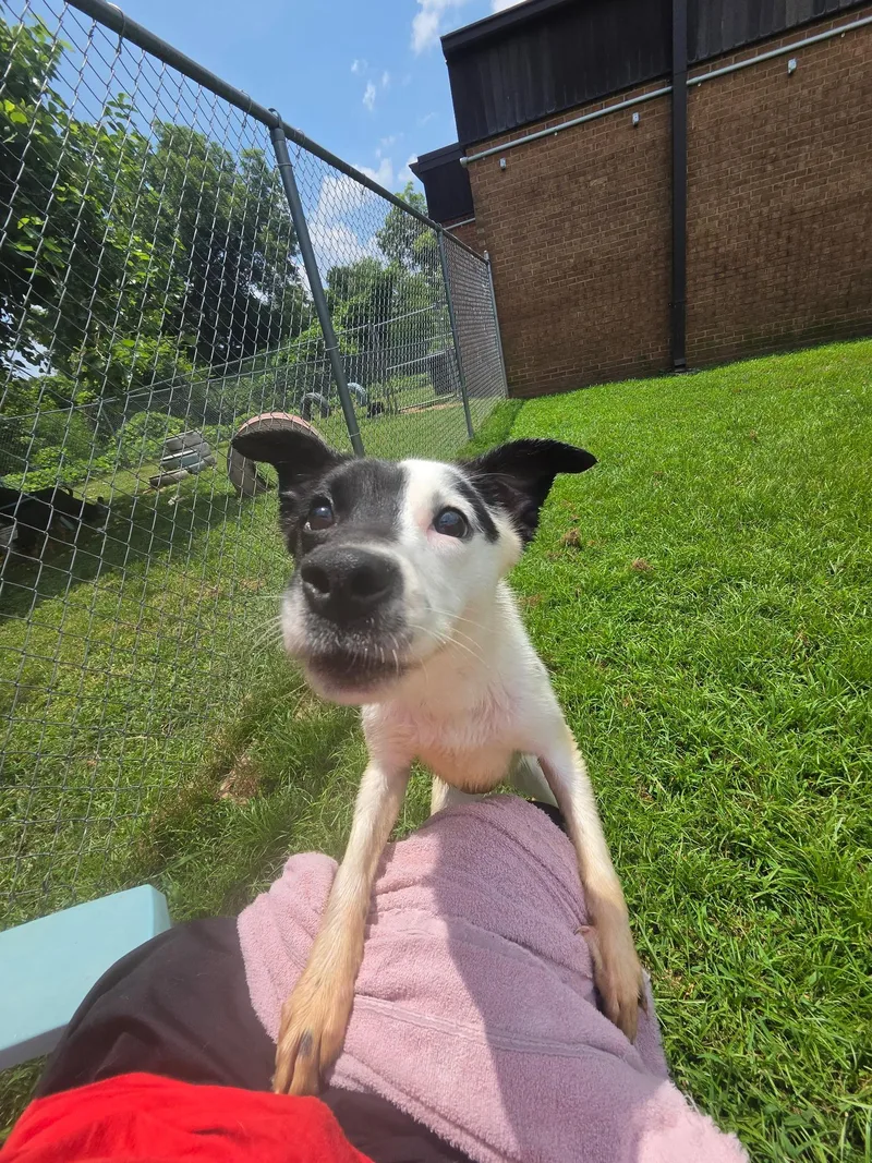 A young medium-sized female Jack Russell Terrier dog named Ami for adoption in Fosters, AL