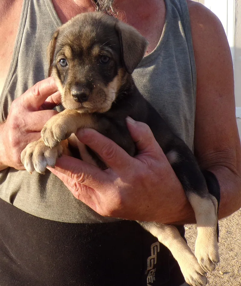 A baby large-sized female Black Labrador Retriever dog named Heather for adoption in Corona, CA