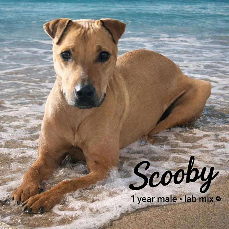 Scooby  – 