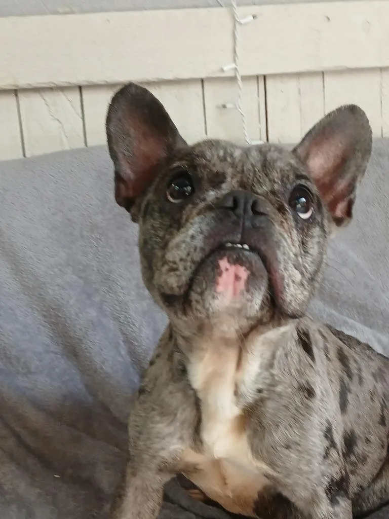 An adult small-sized female French Bulldog dog named Boone for adoption in Fort Worth, TX