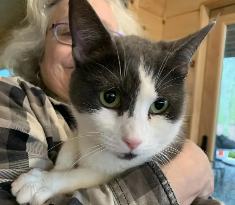 A young medium-sized female Gray & White Domestic Short Hair cat named Gizmo for adoption in Hawley, PA