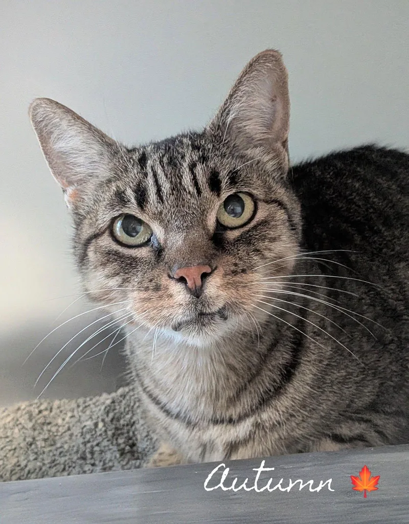 An adult medium-sized female Tabby (Brown / Chocolate) Domestic Short Hair cat named Autumn for adoption in Flint, MI